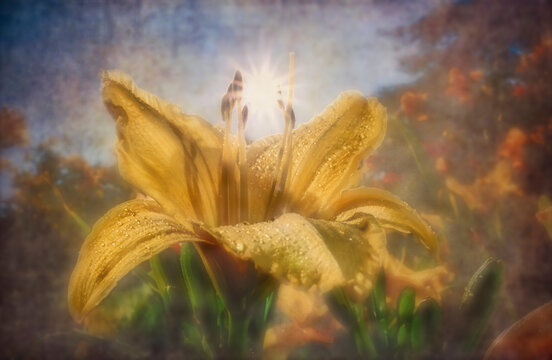 Dew-covered yellow flower glowing under sunlight with blurred, dreamy background. Digital artwork with textures and pattern overlays