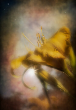 Close-up of a vibrant yellow flower with a dreamy, ethereal background. Digital artwork with textures and pattern overlays