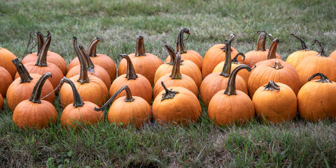A group of orange pumpkins on green grass with stems reaching upwards. Errington, British Columbia, Canada