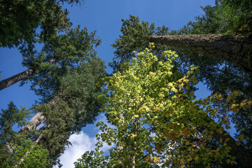 Tall trees with green leaves against a clear blue sky viewed from below. Qualicum Beach, British Columbia, Canada