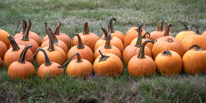 A group of orange pumpkins on green grass with stems reaching upwards. Errington, British Columbia, Canada