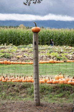 Pumpkin perched on a post with a pumpkin patch and cornfield under a cloudy sky. Errington, British Columbia, Canada