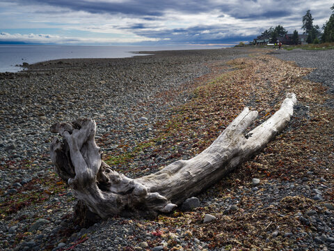 Driftwood on a rocky beach under a dramatic cloudy sky by the sea. Qualicum Beach, British Columbia, Canada