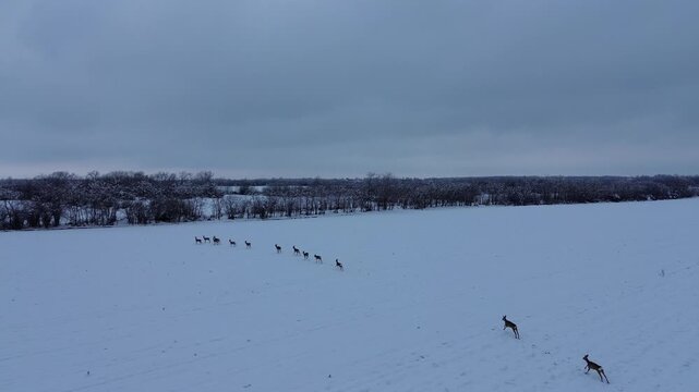 Drone footage of an uninhabited place where a herd of roe deer resides