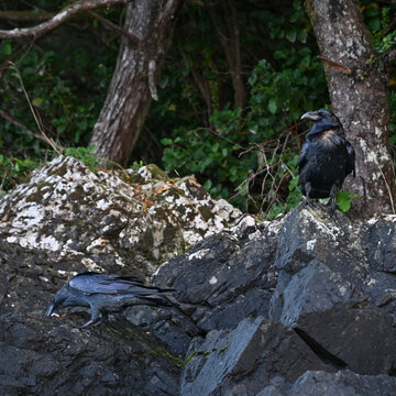 Two ravens perched on rugged, rocky terrain near lush, dense greenery. Tofino, British Columbia, Canada