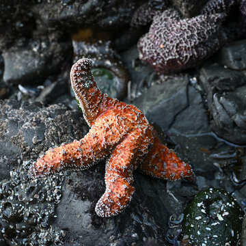 Bright orange starfish with rough texture on wet, rocky shore with shells and algae. Tofino, British Columbia, Canada