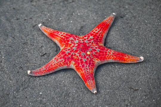 Bright red starfish with distinct patterns on a dark sandy beach. Tofino, British Columbia, Canada