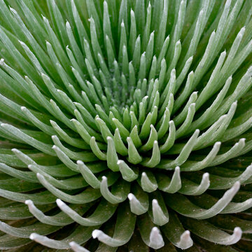 Close-up of a green plant with symmetrical, pointed leaves radiating outward. Kula, Hawaii, USA