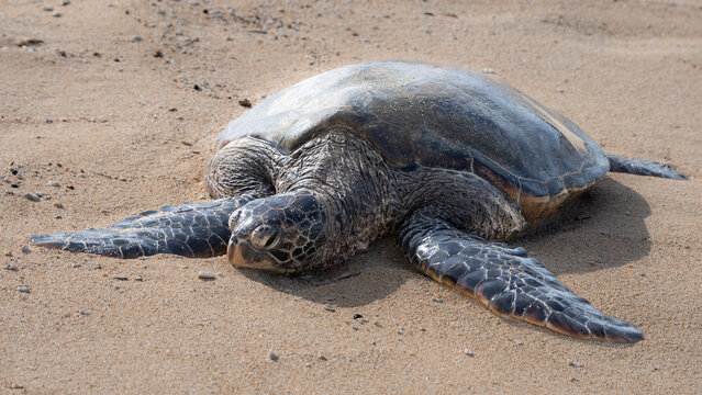 A large sea turtle resting on a sandy beach with detailed textures on its shell and skin. Paia, Hawaii, USA