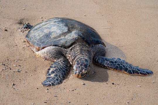 Sea turtle resting on sandy beach with detailed shell and flippers visible. Paia, Hawaii, USA