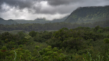 Dense green forest under a cloudy sky with misty hills in the background. Haiku, Hawaii, USA