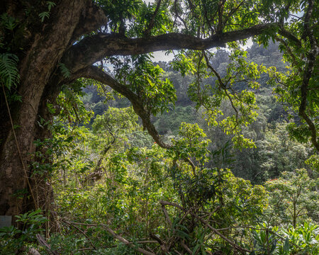 Lush forest with a large tree branch extending over vibrant green foliage and a distant hill. Haiku, Hawaii, USA