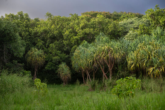 Dense green forest with unique palm-like trees in a lush, grassy landscape Haiku, Hawaii, USA