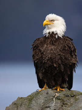 Bald eagle perched on a rock with a blurred blue background.   USA