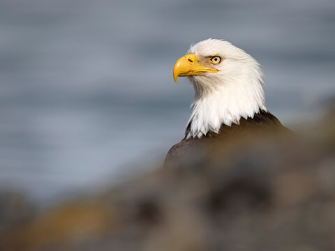 Bald eagle with piercing eyes perched against a soft-focus blue background. USA