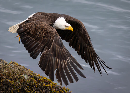Bald eagle with wings spread glides above water near rocky shore. USA