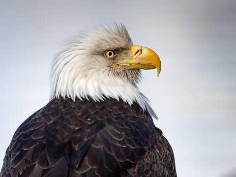 Bald eagle with sharp gaze, white head feathers, and bold yellow beak against a soft backdrop. USA