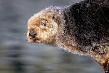 Close-up of a sea otter with detailed fur and blurred water background. Seward, Alaska, USA