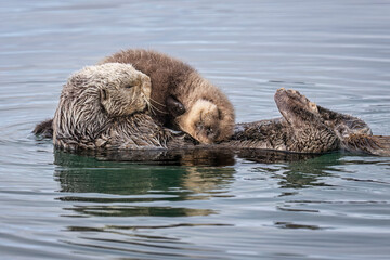 Sea otter mother and pup floating calmly on blue water surface, displaying serene bonding. Seward, Alaska, USA