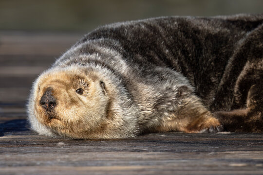 Sea otter resting on a wooden surface, basking in the sunlight. Seward, Alaska, USA