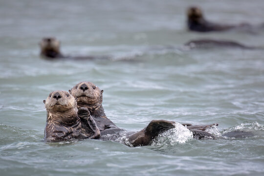 Sea otters floating on their backs in calm gray-blue water, holding paws at the surface. Seward, Alaska, USA