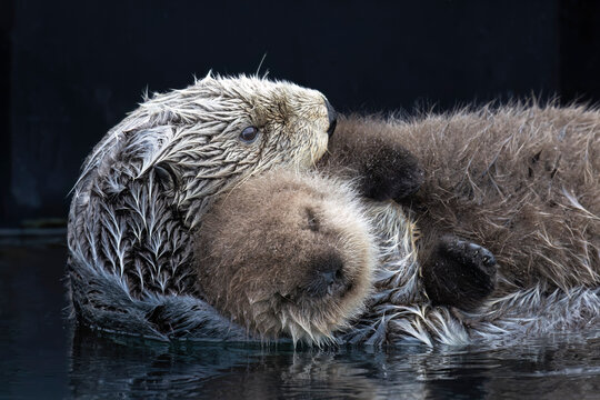 Wet sea otter cuddles its fluffy baby while floating on calm water. Seward, Alaska, USA
