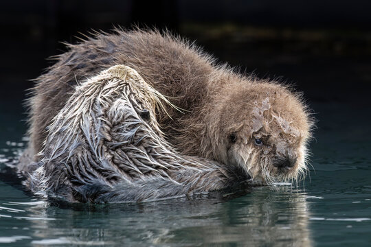 A wet otter floating in water with its fur fluffed up, looking around alertly. Seward, Alaska, USA