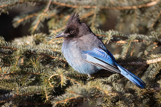 Blue and black Stellar's jay perched on a pine tree branch in a forest setting Alaska, USA