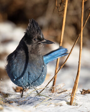 Blue jay perched on snowy ground surrounded by dry grass and twigs in sunlight. Alaska, USA