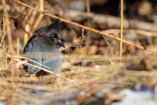 Blue jay bird perched among dry grasses in a natural habitat during winter. Alaska, USA