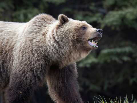 Grizzly bear standing in nature, mouth open, surrounded by dark green foliage. Alaska, USA