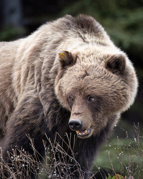A large grizzly bear with dense fur stands alert in a forested area. Alaska, USA