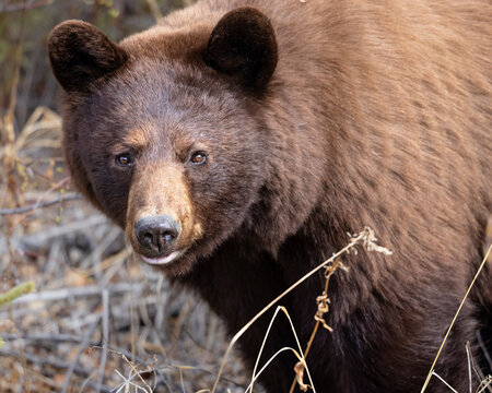 Large Brown or Cinnamon color-phase Black Bear (Ursus Americanus) stands among dry grass, looking towards the camera in a natural setting. Alaska, USA
