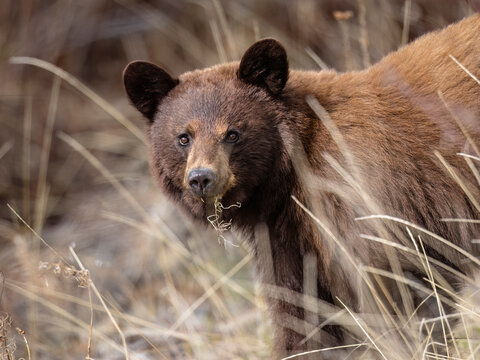 Brown or Cinnamon color-phase Black Bear (Ursus Americanus) standing amidst tall dry grasses, gazing directly at the camera. Alaska, USA
