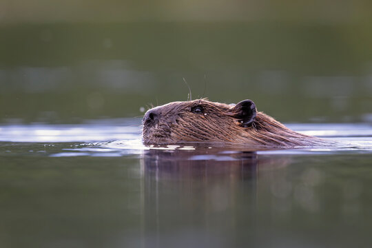 Beaver swimming in a calm lake with its head above the water. Alaska, USA