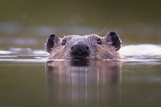 A beaver peeks above the water's surface in a serene, calm environment. Alaska, USA
