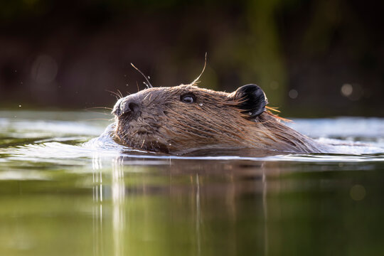 A beaver swims in calm water with its head poking out, surrounded by green reflections. Alaska, USA