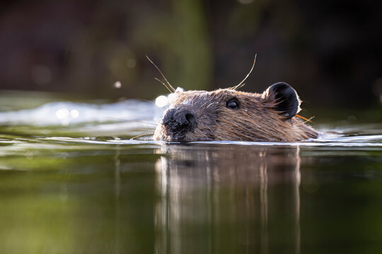 Beavers head peeks out of calm water with serene reflections and soft light. Alaska, USA