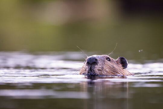 A beaver swims partially submerged in calm water, with its nose and eyes above the surface. Alaska, USA