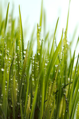 Fresh green wheatgrass background with waterdrops hanging on the leaves