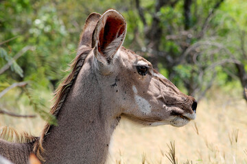 Profile portrait of female kudu antelope showing distinctive large ears with reddish interior lining and neck. Close-up wildlife photography capturing characteristic features in natural bushveld. © Kaylee
