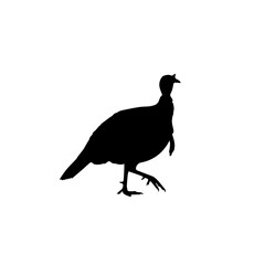 Obraz premium A black silhouette of a turkey walking with its head held high.