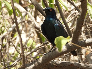 Starling perched in a tree