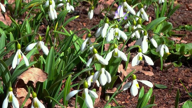 Galanthus nivalis, blooming white flowers of snowdrops in the garden, Ukraine