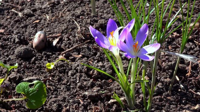 Blooming purple crocus Crocus tommasinianus flowers in the garden, Ukraine