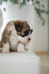 Portr&auml;t eines Tibet Terrier Welpen