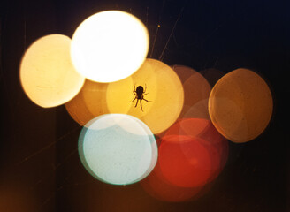 Close-up silhouette of a spider on a spider's web in front of blurred city lights