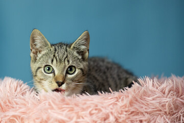 Portr&auml;t eines jungen getigerten K&auml;tzchen