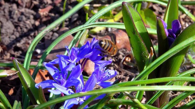 Scilla bifolia, the alpine squill, bees collect nectar and pollen on blue flowers of the bluebell in the forest, Odessa