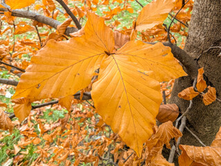 One birch branch with bright autumn yellow leaves on forest background. Perfect for creating autumn compositions, frames, backgrounds or for use in designs related to nature, seasons, autumn.